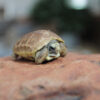 A captive-bred Karoo dwarf tortoise hatchling. Image courtesy Victor Loehr.