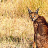 A caracal in Africa.