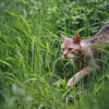A domestic cat out in the wild.