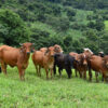 Cows.
