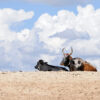 Sanga cattle on Zambezi River bank.