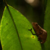 One of the six newly described chameleons from Tanzania