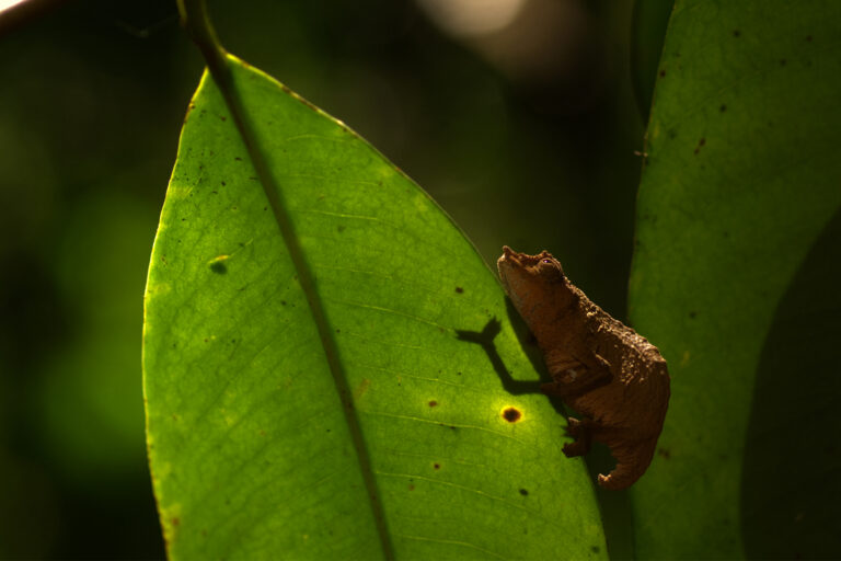 One of the six newly described chameleons from Tanzania