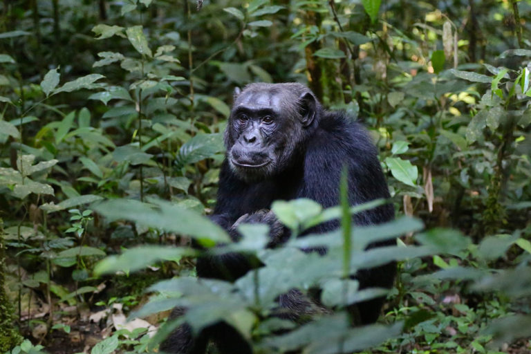 A chimpanzee in the Congo rainforests