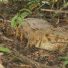 West African slender-snouted crocodile, Tano River basin, Ghana. Image courtesy Threatened Species Conservation Alliance