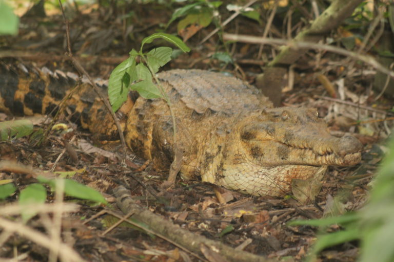 West African slender-snouted crocodile, Tano River basin, Ghana. Image courtesy Threatened Species Conservation Alliance