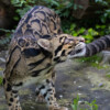 The clouded leopard (Neofelis nebulosa) is called dhwase chituwa in Nepali (which translates to smoky leopard) for its unique pelt.