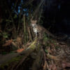 Clouded leopard in India. Photo credit: Steve Winter/National Geographic