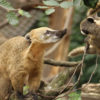 Adult and baby coatis.