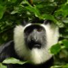 Close shot of the face of a white-thighed colobus (Colobus vellerosus) with characteristic black face and white ruff, framed by green leaves in a forest at Brong Ahafo, Ghana. Image by César María Aguilar Gómez via iNaturalist (CC BY-NC)