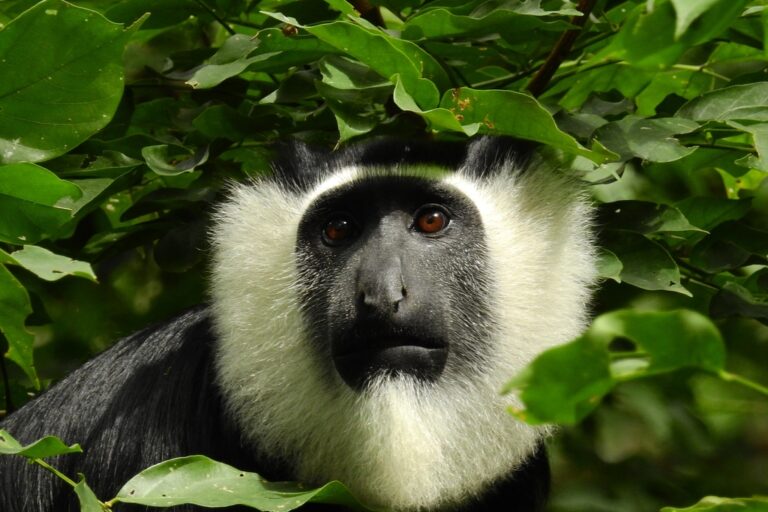 Close shot of the face of a white-thighed colobus (Colobus vellerosus) with characteristic black face and white ruff, framed by green leaves in a forest at Brong Ahafo, Ghana. Image by César María Aguilar Gómez via iNaturalist (CC BY-NC)