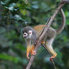 A common squirrel monkey in Colombian Amazon.