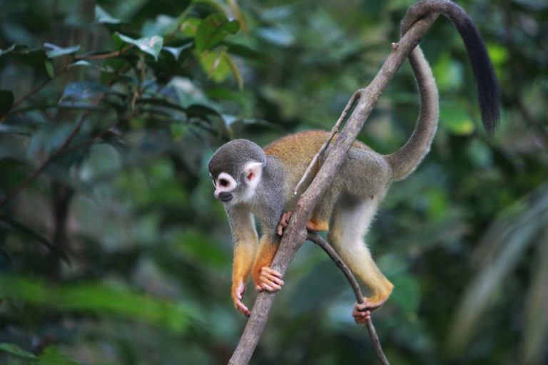A common squirrel monkey in Colombian Amazon.