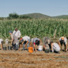 Communal potato harvest in Covas do Barroso, Portugal