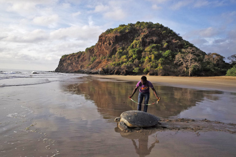 Mohéli hosts one of the largest nesting sites for green sea turtles (Chelonia mydas) in the Indian Ocean.