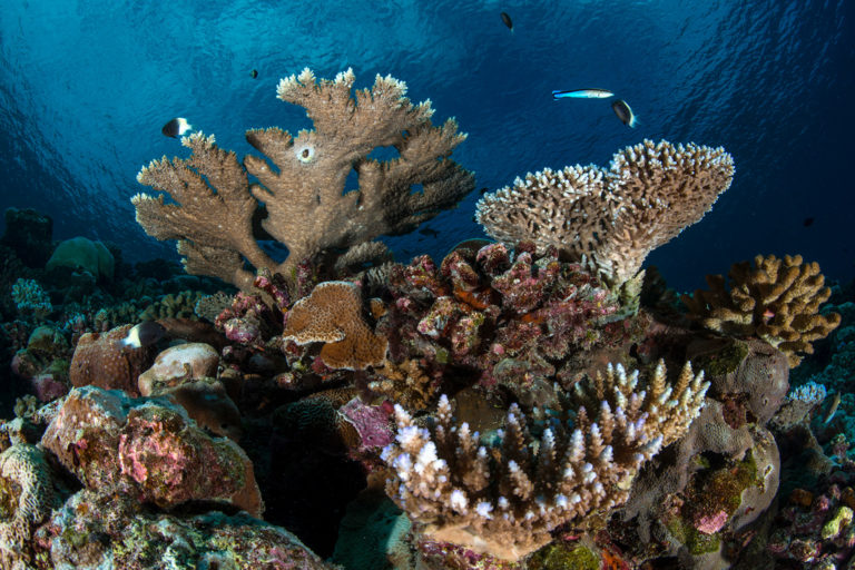 A coral reef in Thailand.