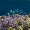 Coral reef in Indonesia.