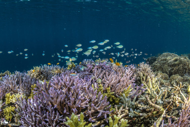 Coral reef in Indonesia.