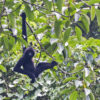 A critically endangered Cao-Vit gibbon (Nomascus nasutus) swings on a tree.