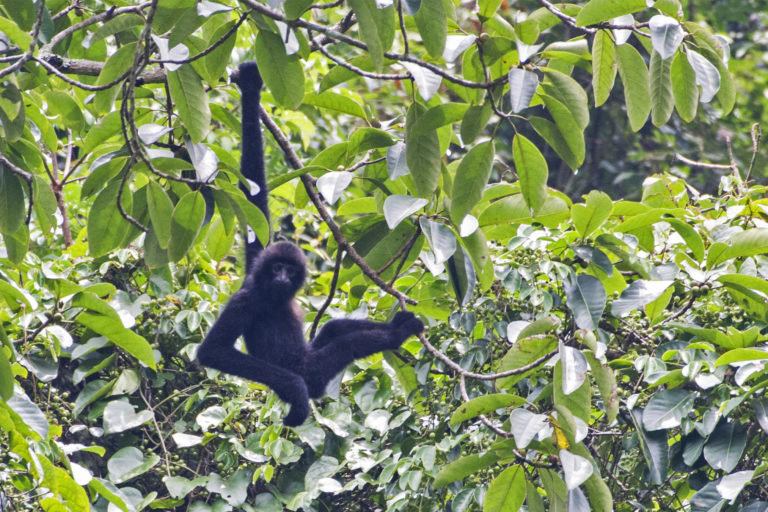 A critically endangered Cao-Vit gibbon (Nomascus nasutus) swings on a tree.