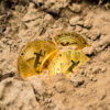 Although Bitcoin is a virtual currency, some collectors trade metal coins with codes for amounts of Bitcoin printed on them, not unlike a gift certificate. Photo by Dmitry Demidko on Unsplash.