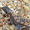 The critically endangered dark sitana (Sitana fusca).