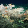 An area of biodiversity (including corals, crustaceans, urchins, anemones, and more) on Cacho De Coral, a newly discovered pristine coral reef.