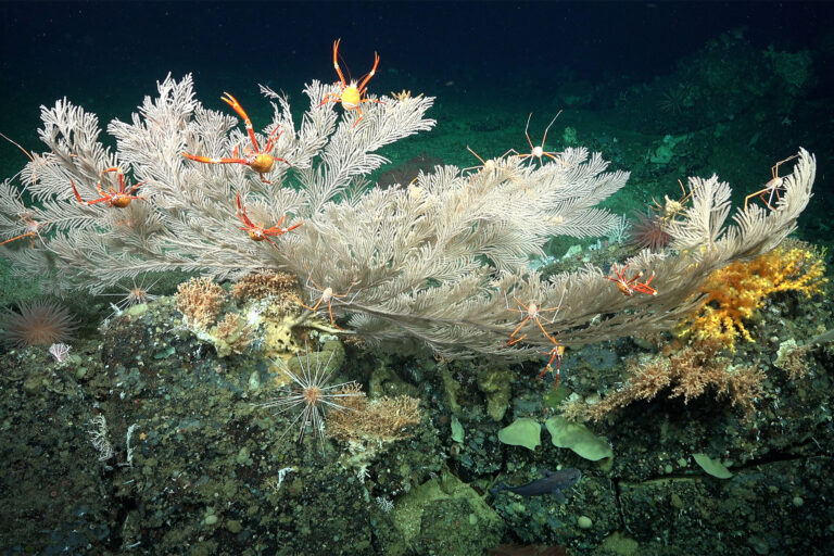 An area of biodiversity (including corals, crustaceans, urchins, anemones, and more) on Cacho De Coral, a newly discovered pristine coral reef.