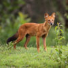 Dholes (Cuon alpinus) are wild canids that range throughout South, Central, East and Southeast Asia. They are listed as endangered, with fewer than 2,500 adults remaining in the wild. Image by Davidvraju via Wikimedia Commons (CC BY-SA 4.0).