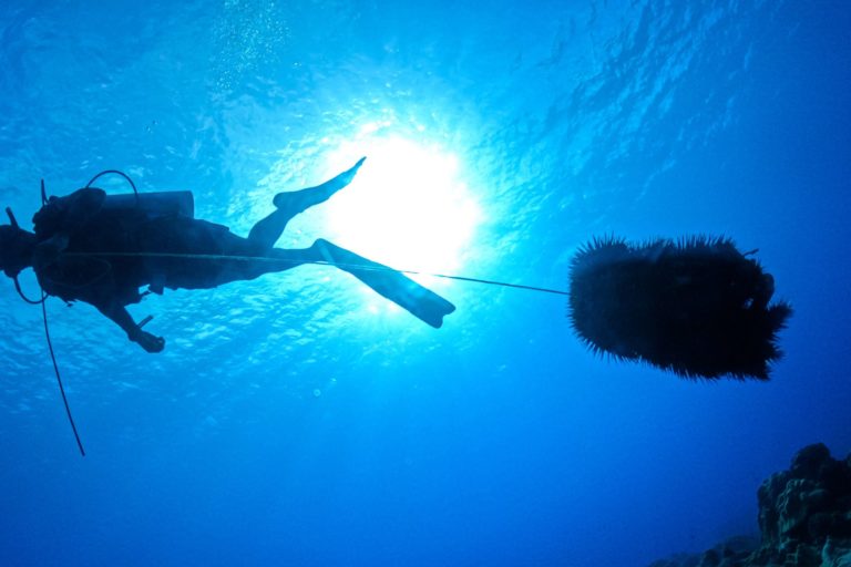 Diver towing a string of taramea.