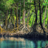 Mangroves in Los Haitises National Park, Dominican Republic. Image by Anton Bielousov via Wikimedia Commons (CC BY-SA 3.0).