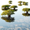 “Dreamlife of Mangroves” by Melodi Roberts of the United States was a runner up in the annual Mangrove Photography Awards.