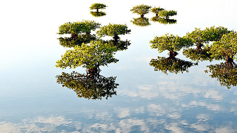 “Dreamlife of Mangroves” by Melodi Roberts of the United States was a runner up in the annual Mangrove Photography Awards.