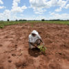 Trials of drought tolerant beans in Malawi.