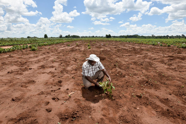Trials of drought tolerant beans in Malawi.