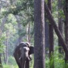 elephant nepal jungle