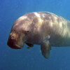 A dugong.