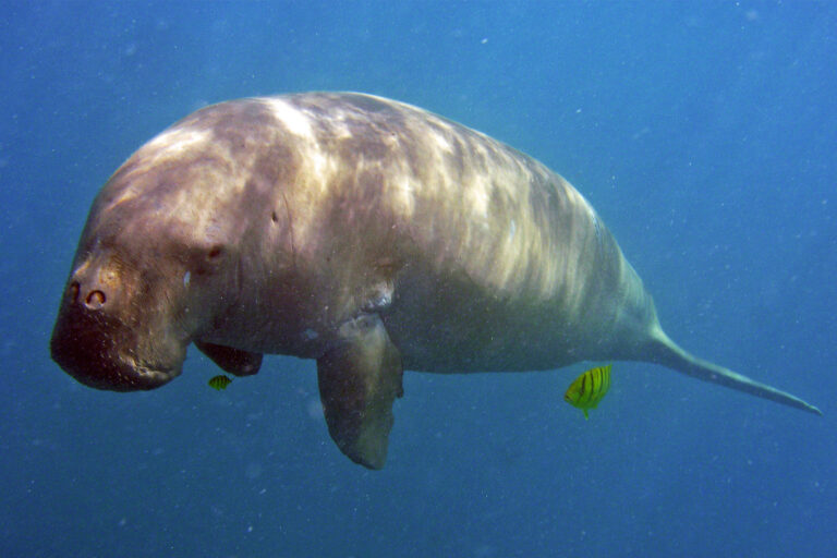 A dugong.