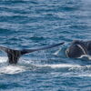 North Pacific right whales south of Kodiak Island, Alaska, 2021. Image captured by scientists working under NOAA permit 20465.