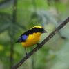 Blue-winged mountain tanager (Anisognathus somptuosus). Photo credit: Rhett A. Butler
