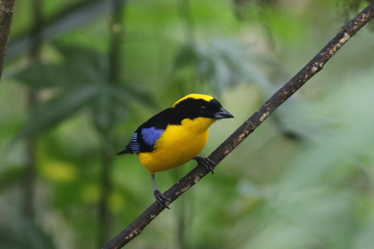 Blue-winged mountain tanager (Anisognathus somptuosus). Photo credit: Rhett A. Butler