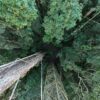 Rainforest in Ecuador. Photo credit: Rhett A. Butler