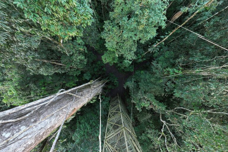Rainforest in Ecuador. Photo credit: Rhett A. Butler
