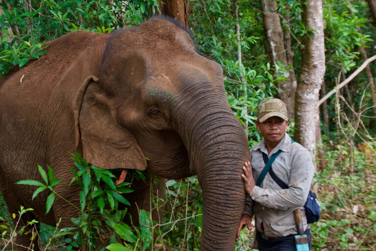 An elephant with her mahout at the project, which employs 58 people, 48 of them from local communities.