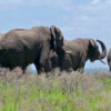 Elephants in iSimangaliso Wetland Park