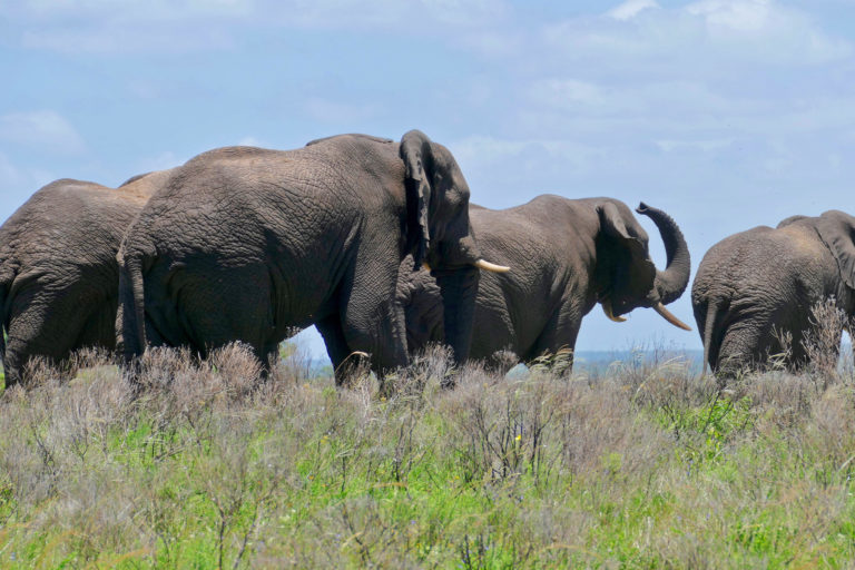 Elephants in iSimangaliso Wetland Park