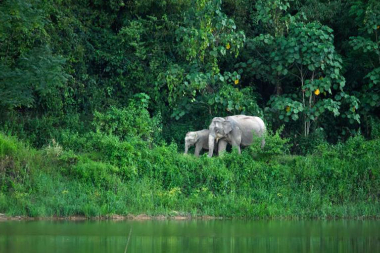 elephants-in-Western-Forest-Complex-Thailand
