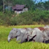 A herd of elephants in a paddy field in Assam, India.