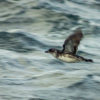 A Peruvian diving petrel in flight.
