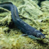 A European eel (Anguilla anguilla) underwater.